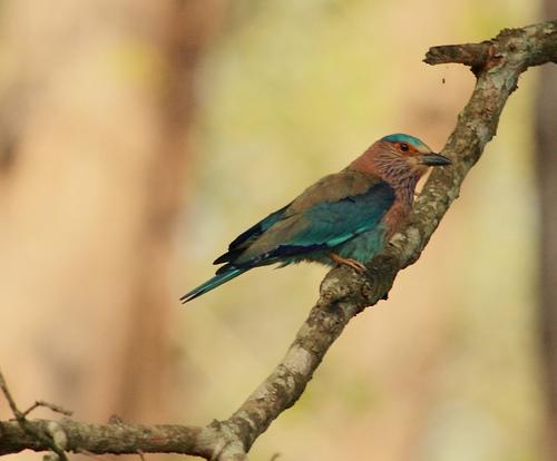 Safari de Vida Silvestre con el Viaje de Observación de Aves en la India