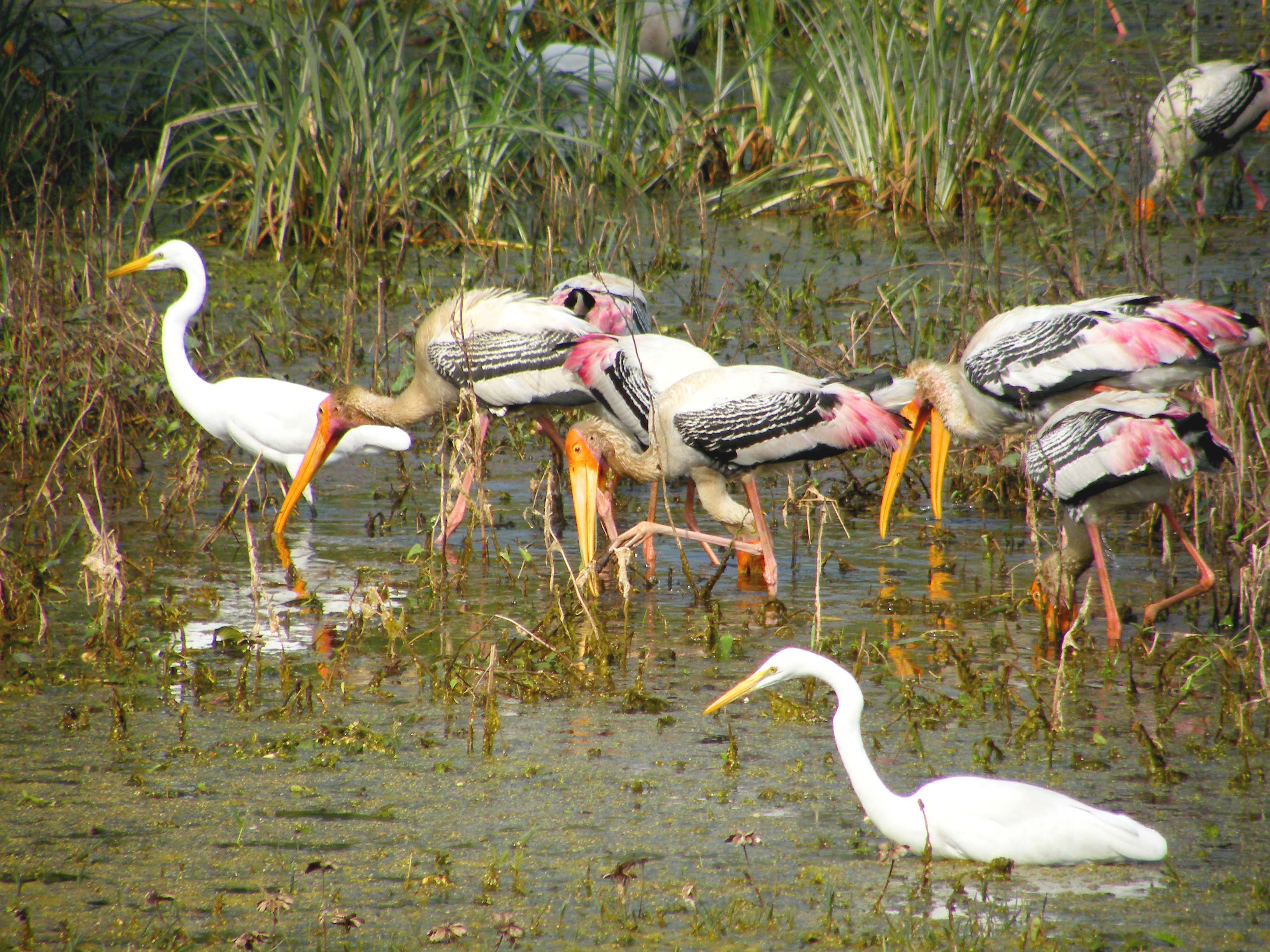 Safari de Vida Silvestre con el Viaje de Observación de Aves en la India