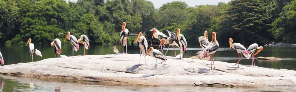 Vida Silvestre en el Sur de la India