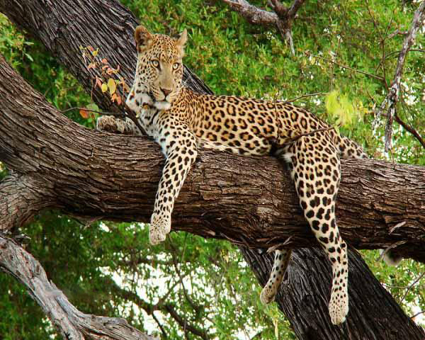 Viaje de Vida Salvaje en el Norte y Centro de la India