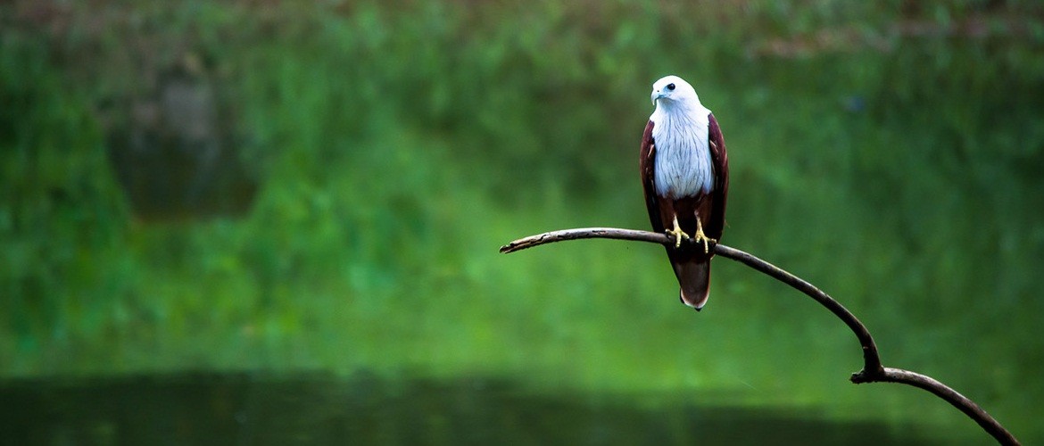 Viaje de Vida Salvaje en el Norte y Centro de la India