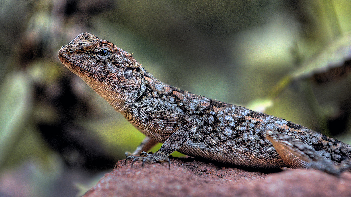 Viaje a Wildlife con Aventura en el Norte y Este India