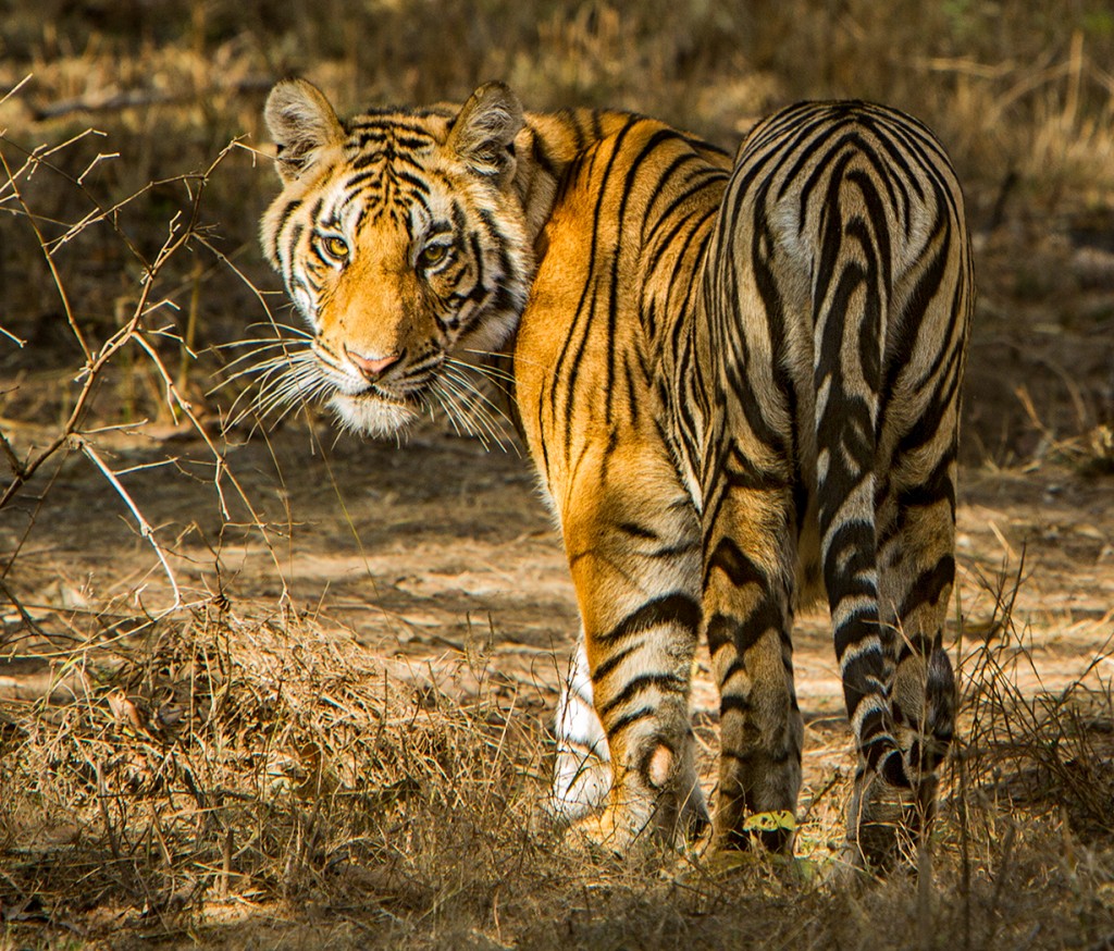 Viaje a Wildlife con Aventura en el Norte y Este India